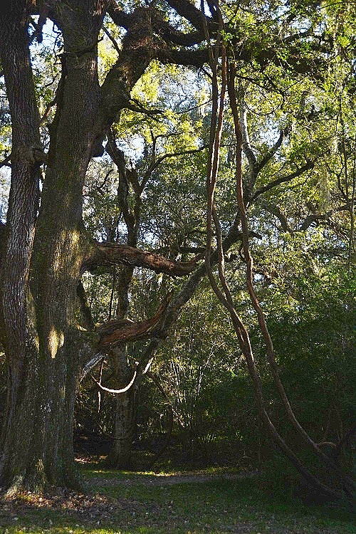 Brazos Bend State Park